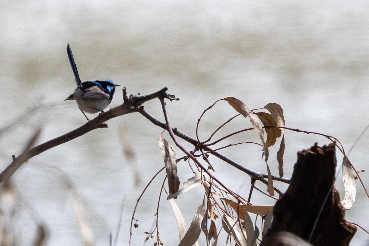 Superb Fairywren - ML642004348
