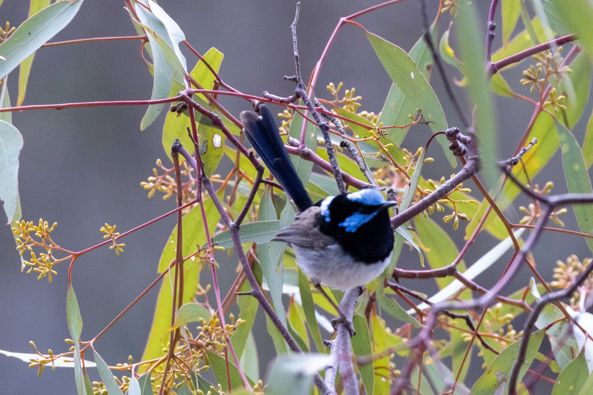 Superb Fairywren - ML642004349