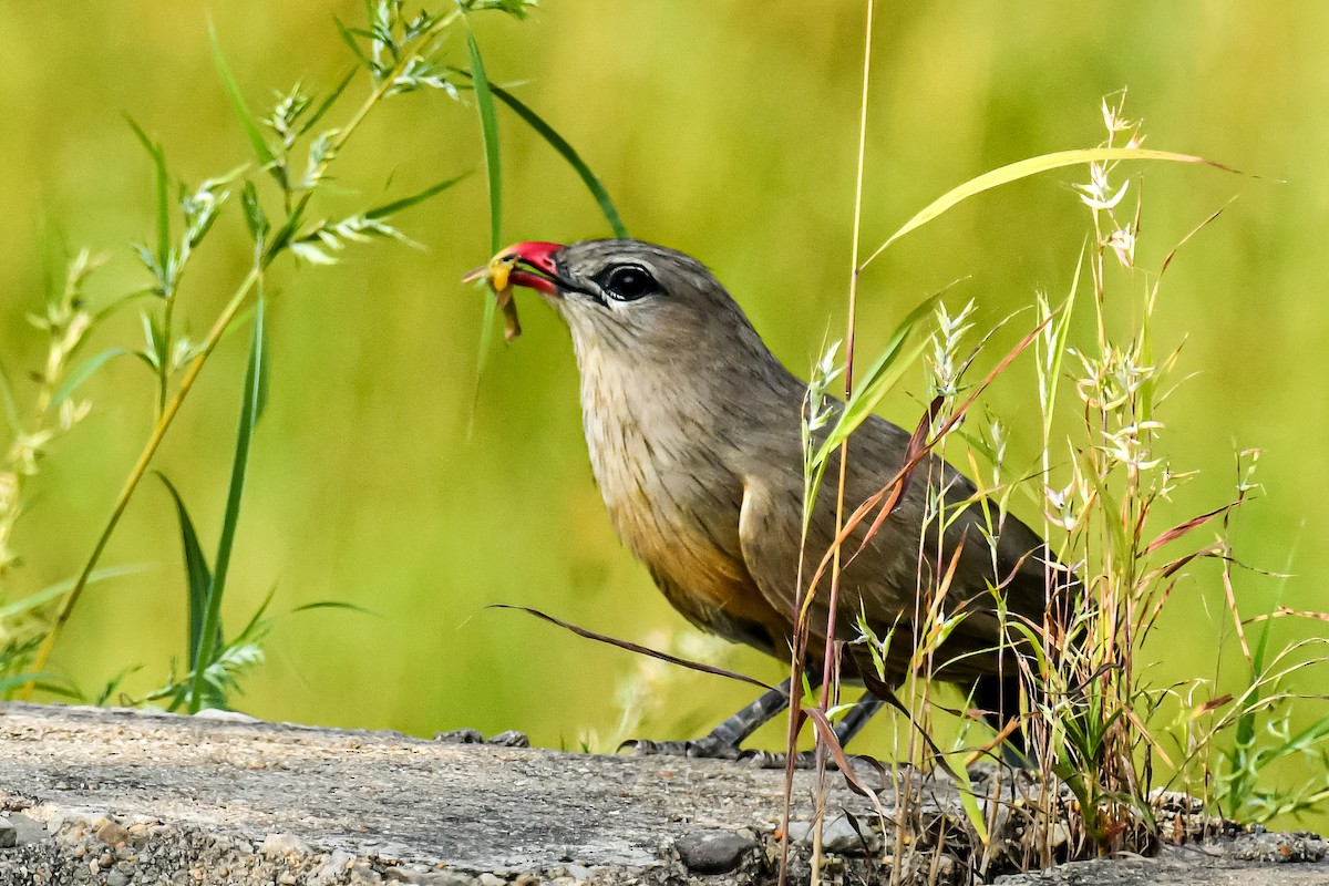 Sirkeer Malkoha - ML642004354