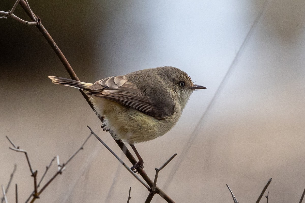 Buff-rumped Thornbill - ML642004359