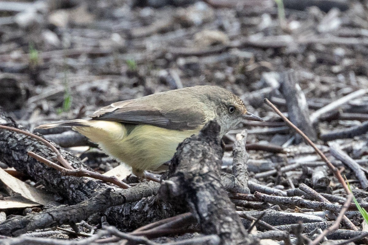 Buff-rumped Thornbill - ML642004364