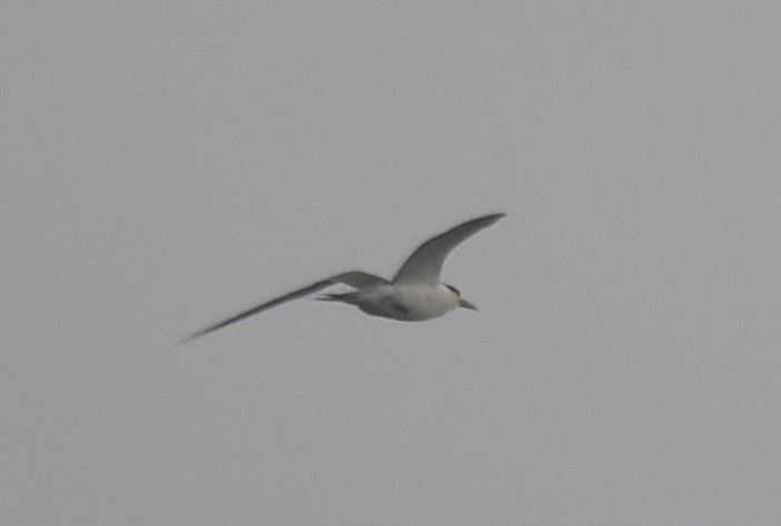 Great Crested Tern - ML642004365