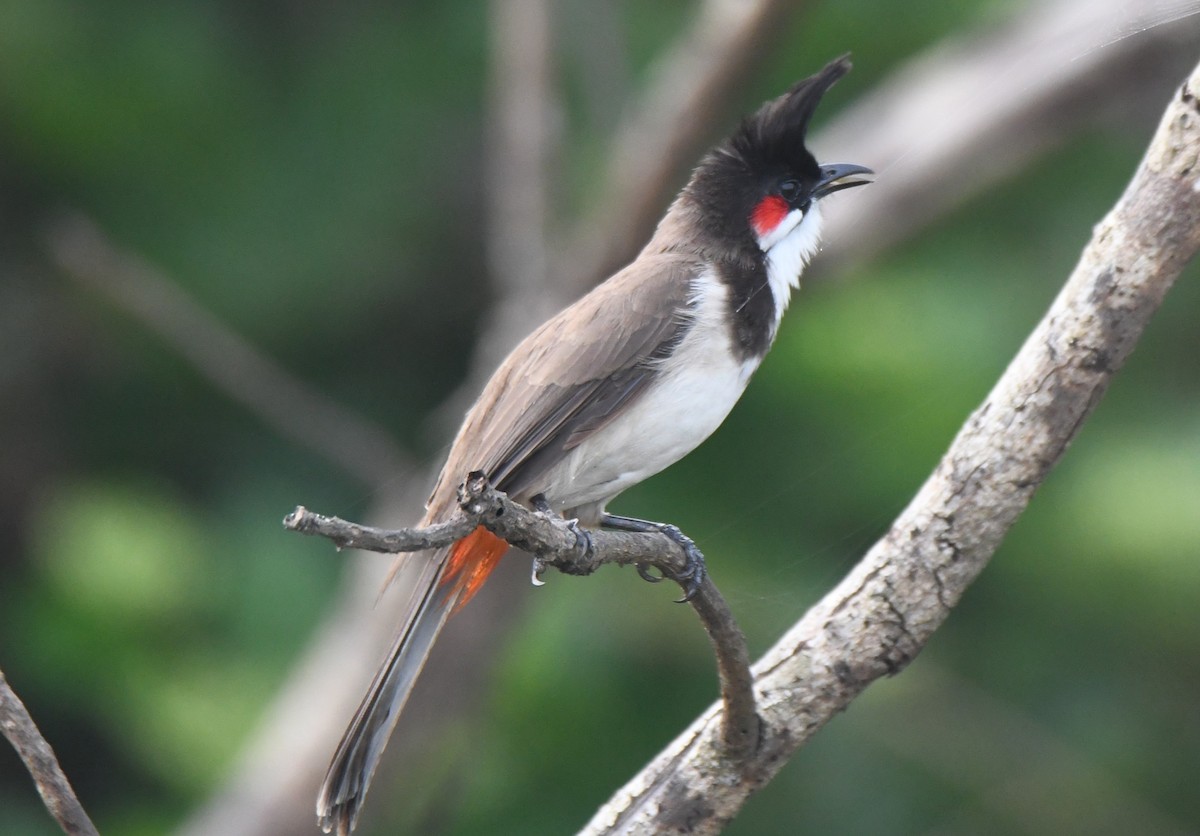 Red-whiskered Bulbul - ML642004398