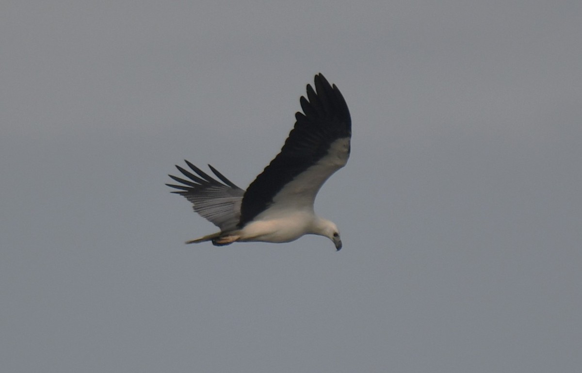 White-bellied Sea-Eagle - ML642004404