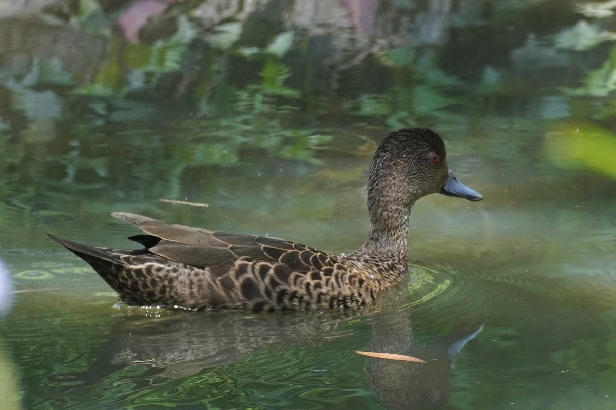 Chestnut Teal - ML642004409