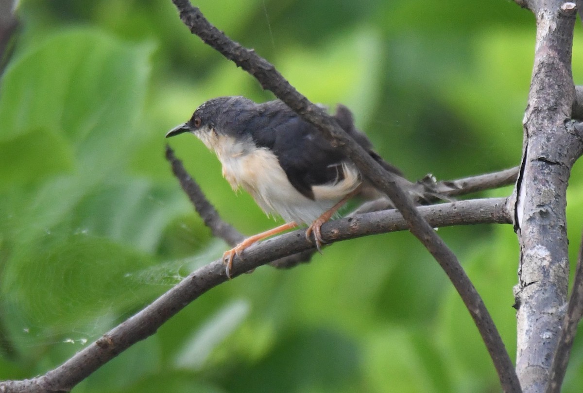 Ashy Prinia - ML642004411