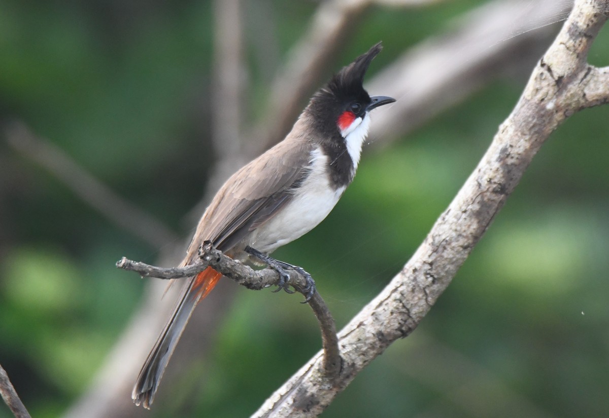Red-whiskered Bulbul - ML642004416