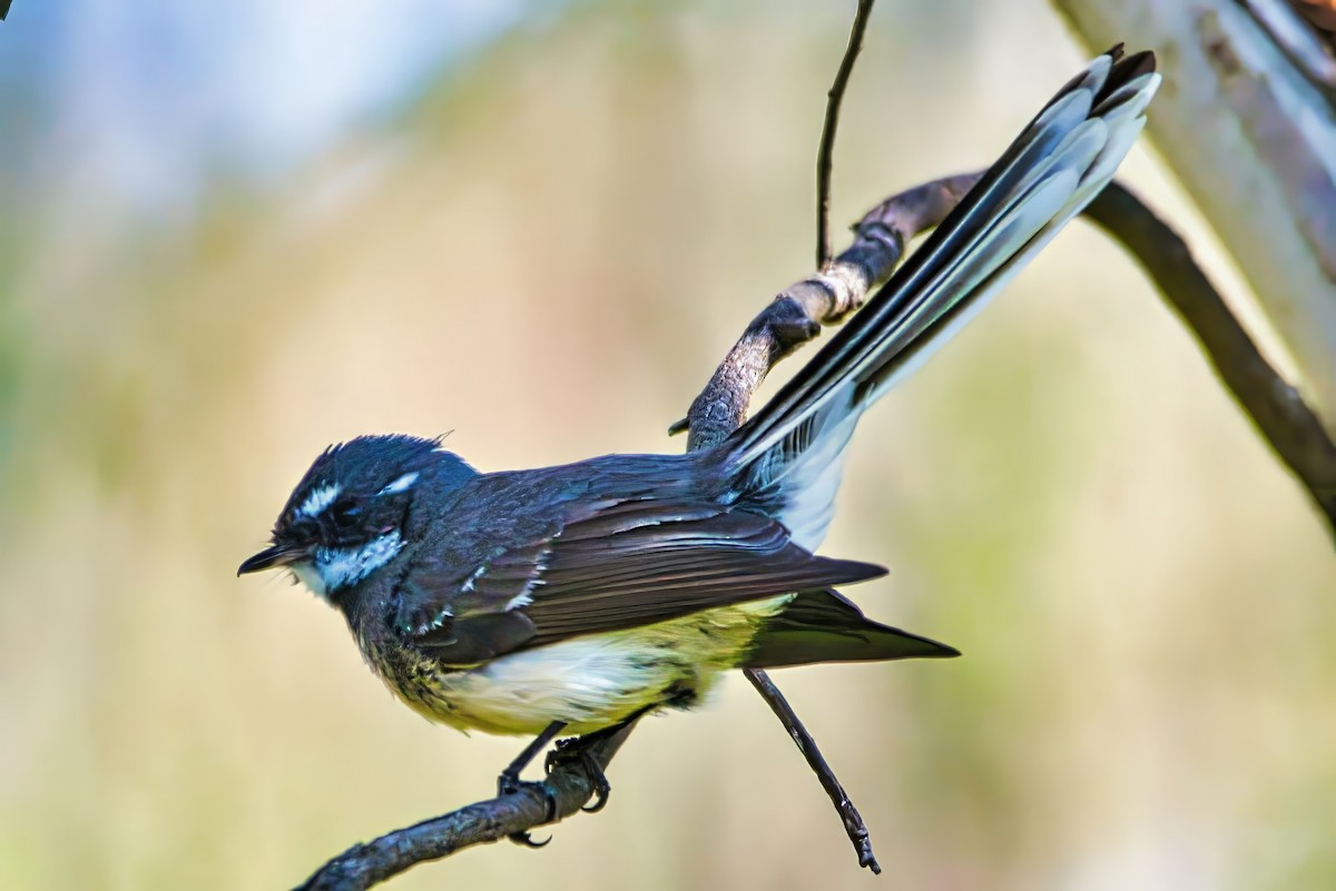 Gray Fantail - ML642004417