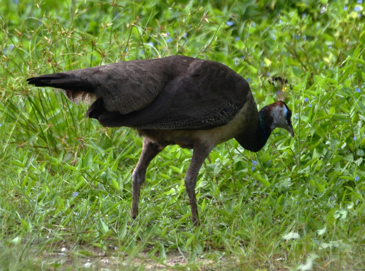 Indian Peafowl - ML642004423
