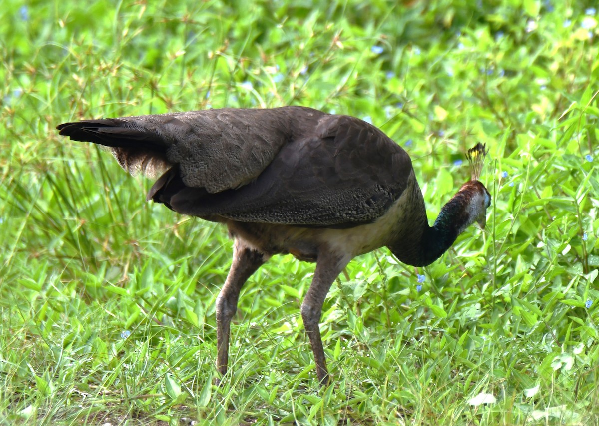 Indian Peafowl - ML642004427
