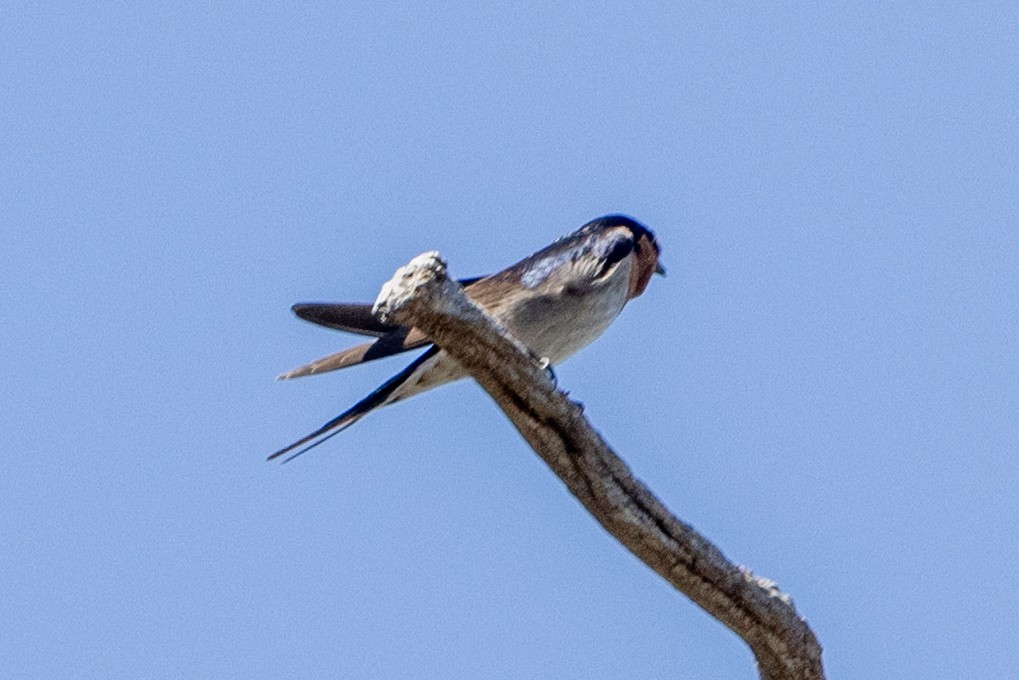 Welcome Swallow - ML642004428