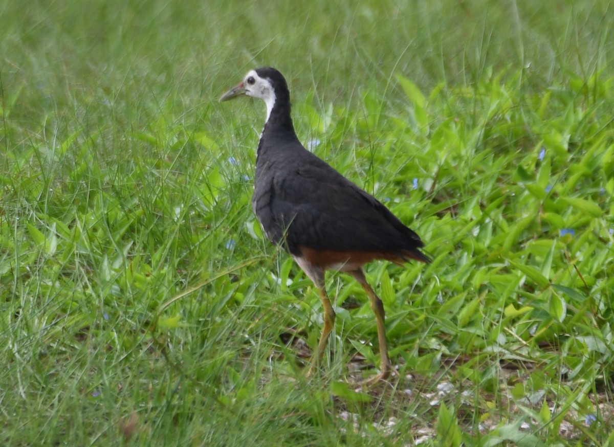White-breasted Waterhen - ML642004453