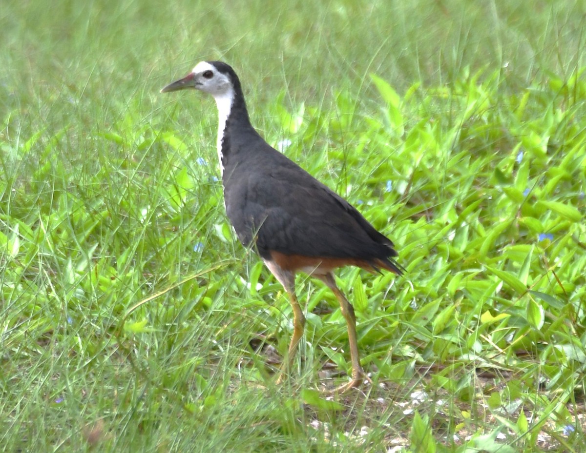 White-breasted Waterhen - ML642004459