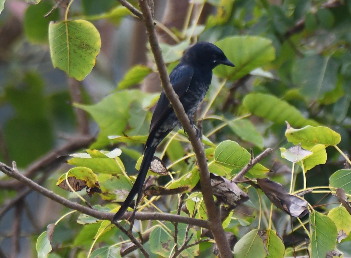 Black Drongo - ML642004466