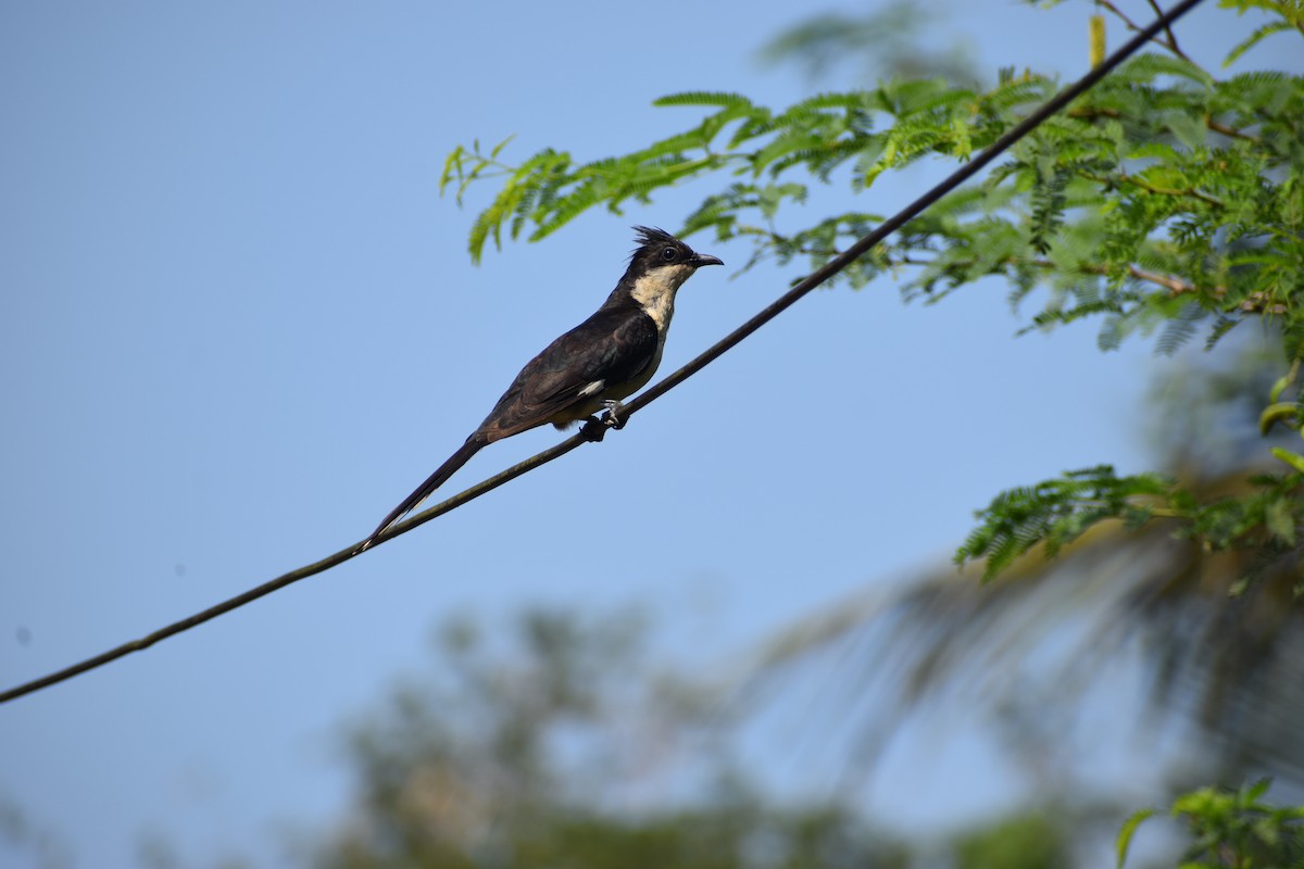 Pied Cuckoo - ML642004469