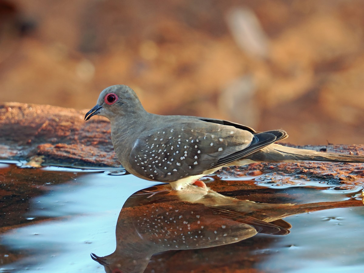 Diamond Dove - ML642004470