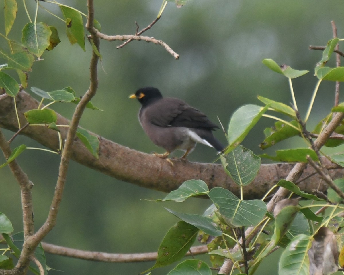 Common Myna - ML642004471