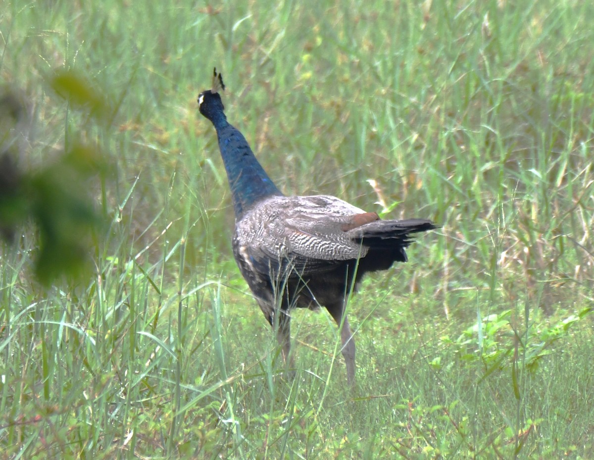 Indian Peafowl - ML642004483