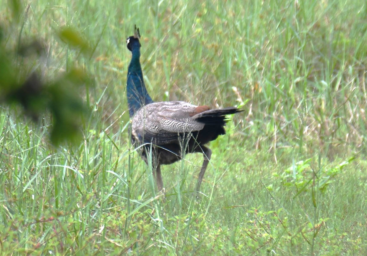Indian Peafowl - ML642004486