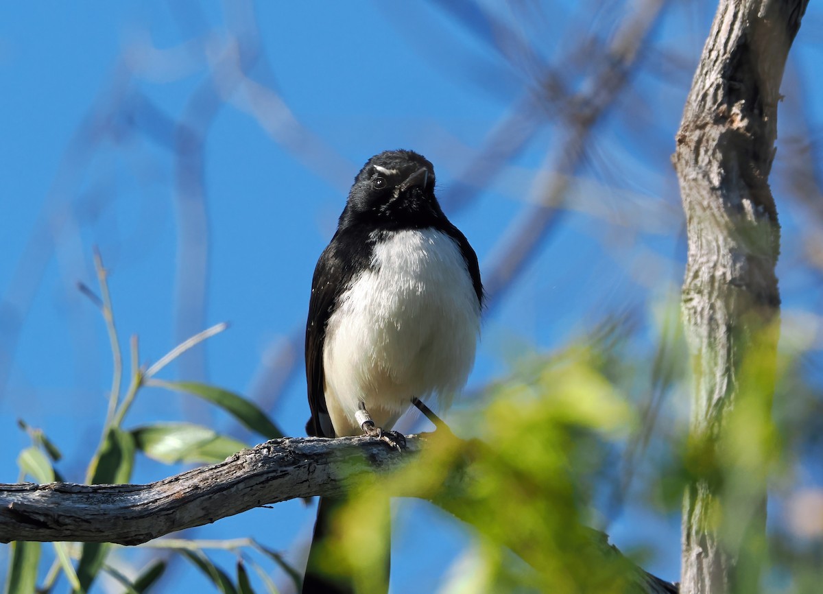 Willie-wagtail - ML642004488