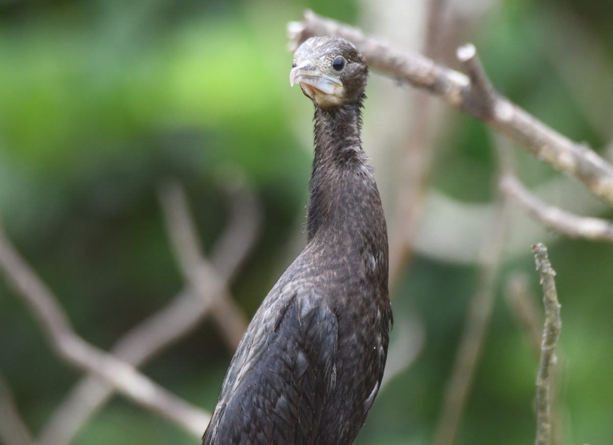 Little Cormorant - ML642004489
