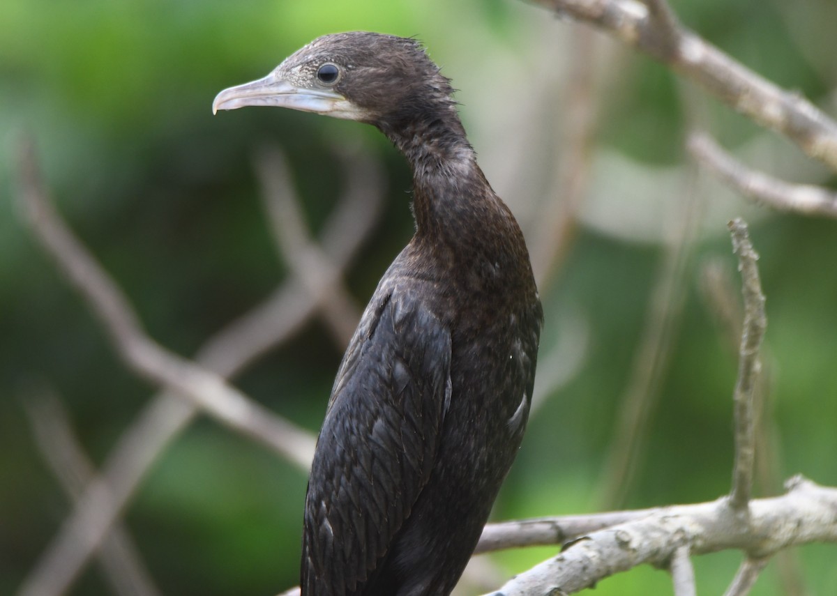 Little Cormorant - ML642004492