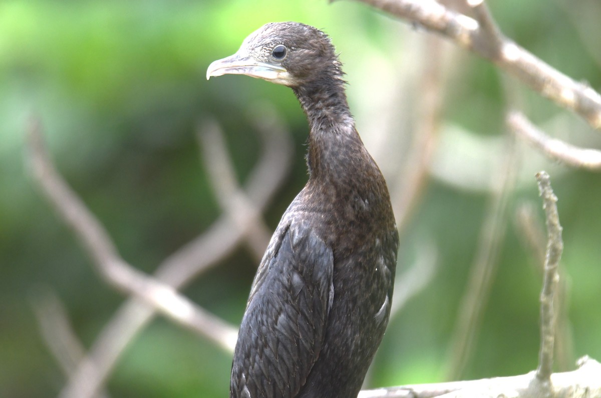 Little Cormorant - ML642004495