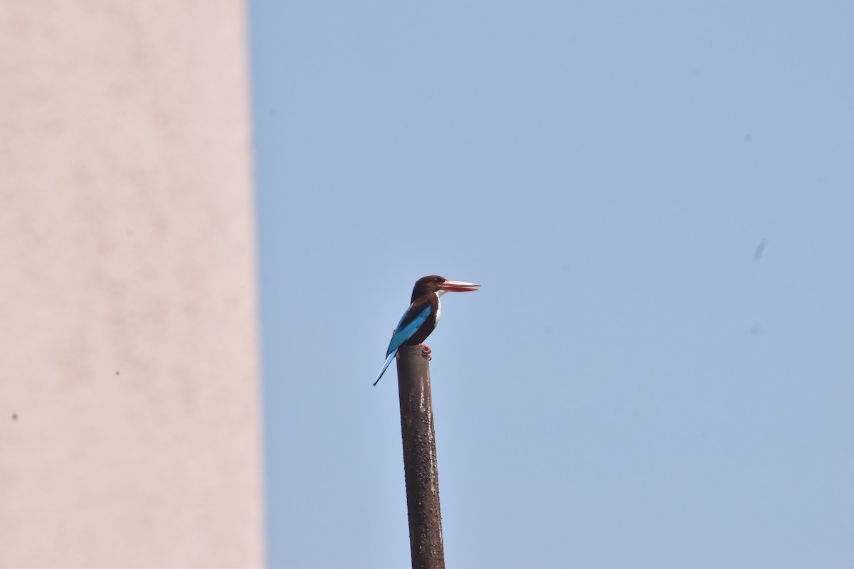 White-throated Kingfisher - ML642004497