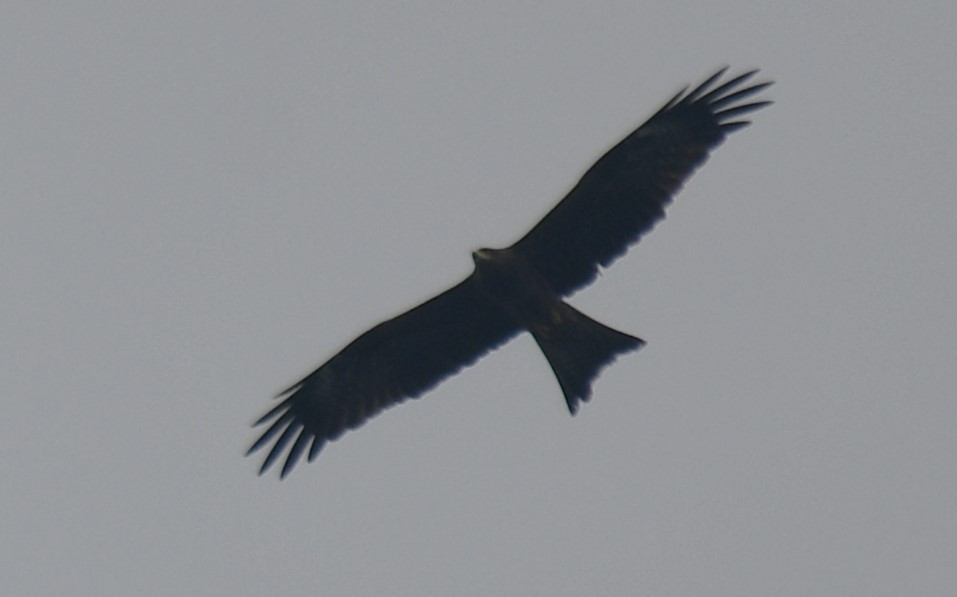 Black Kite - ML642004507
