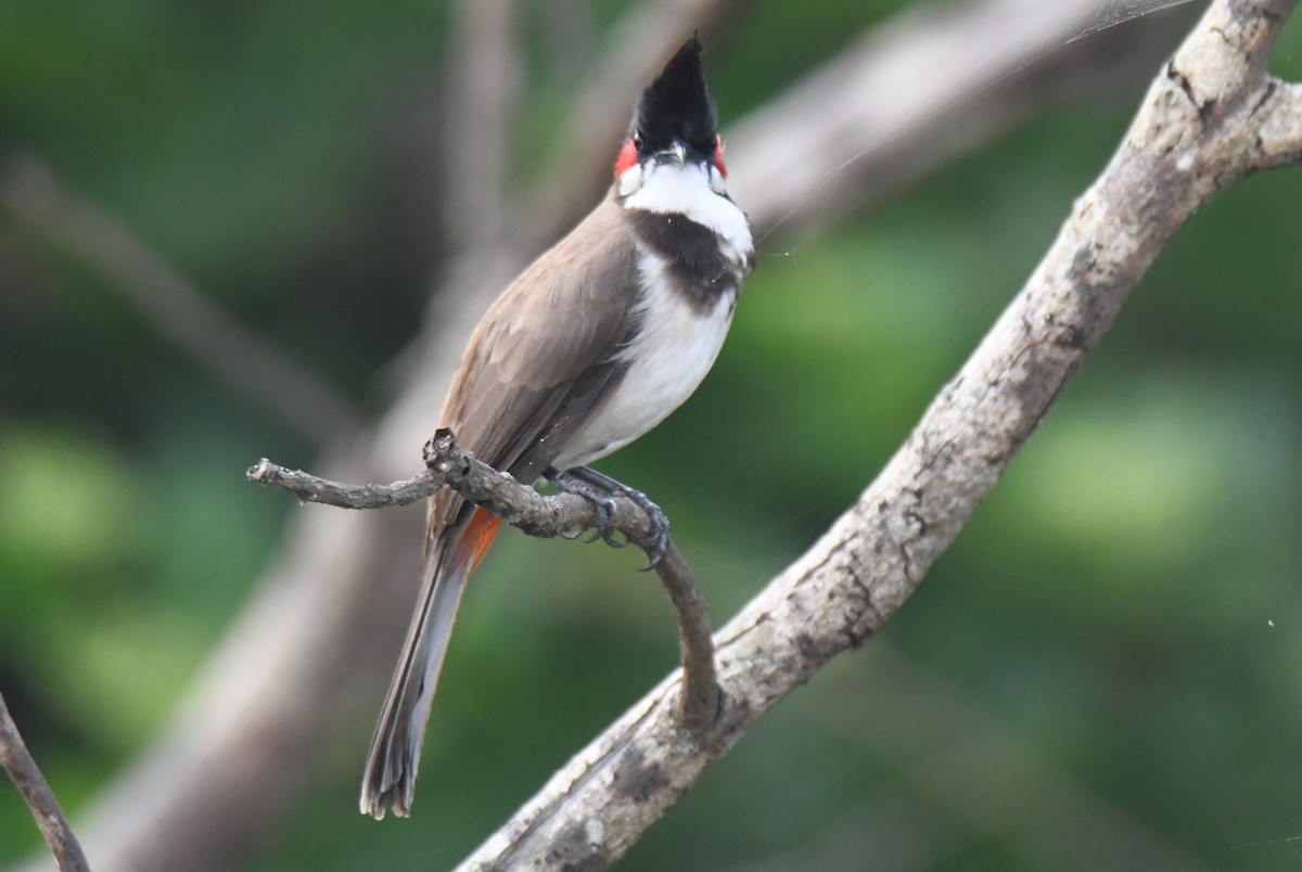 Red-whiskered Bulbul - ML642004517