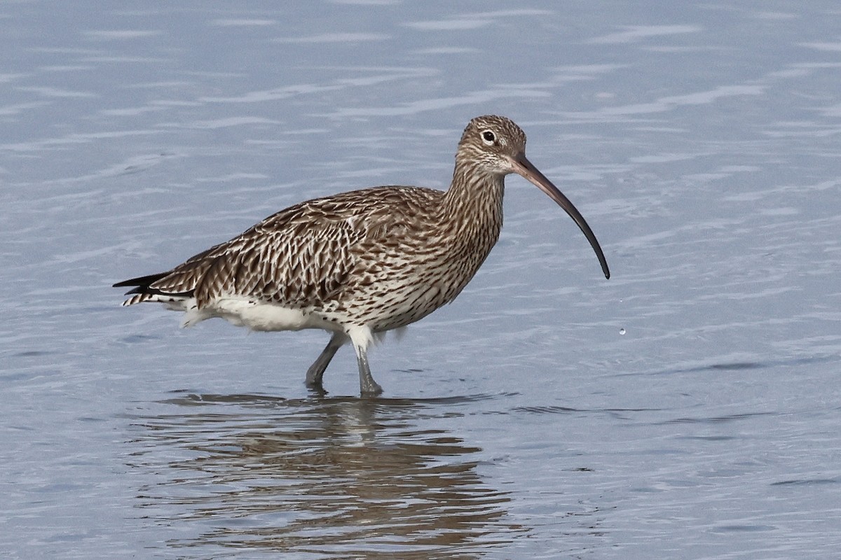 Brachvogel - ML642004540