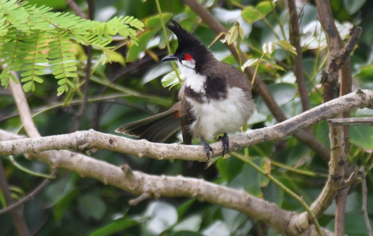 bulbul červenouchý - ML642004561
