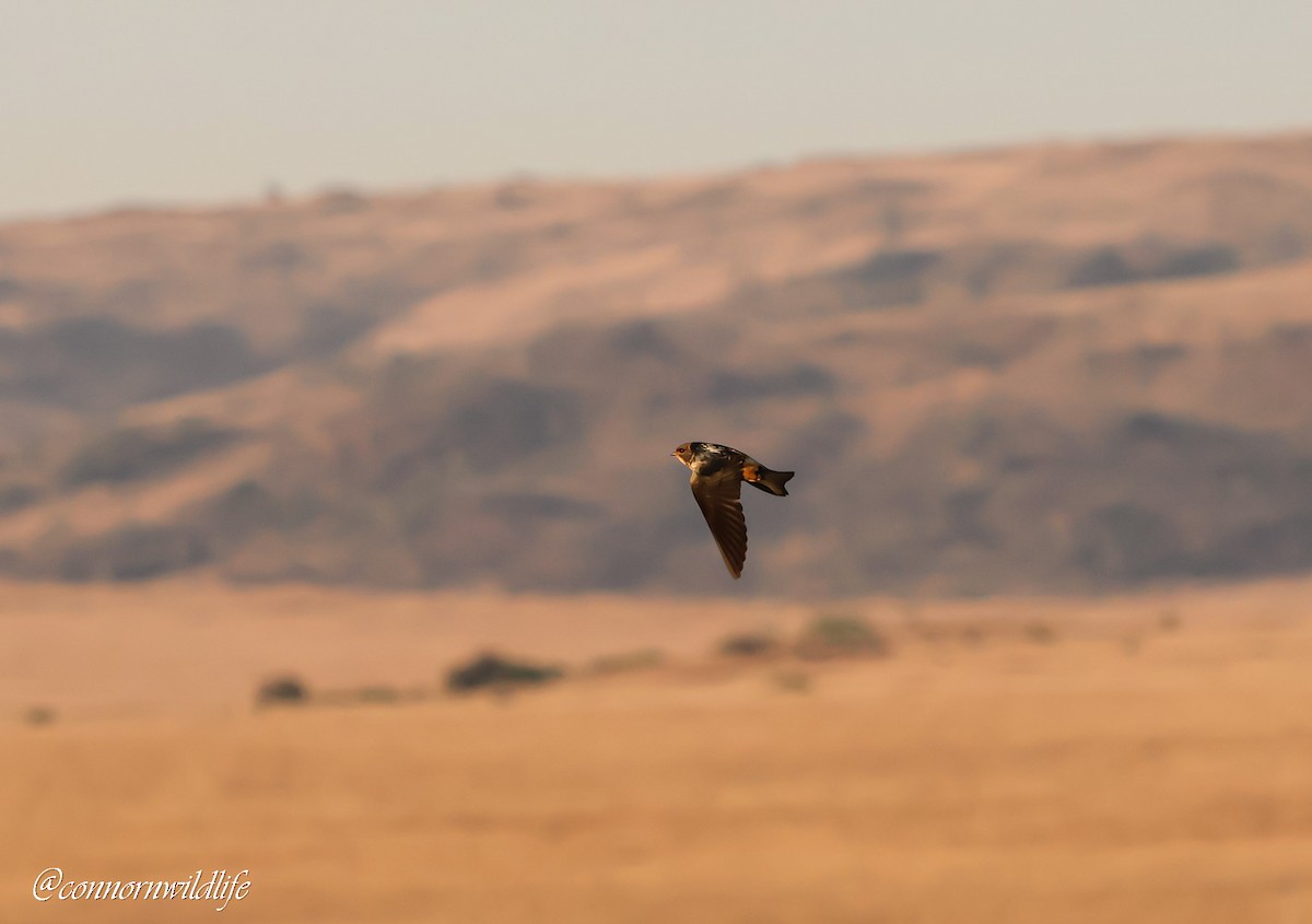 South African Swallow - ML642004563