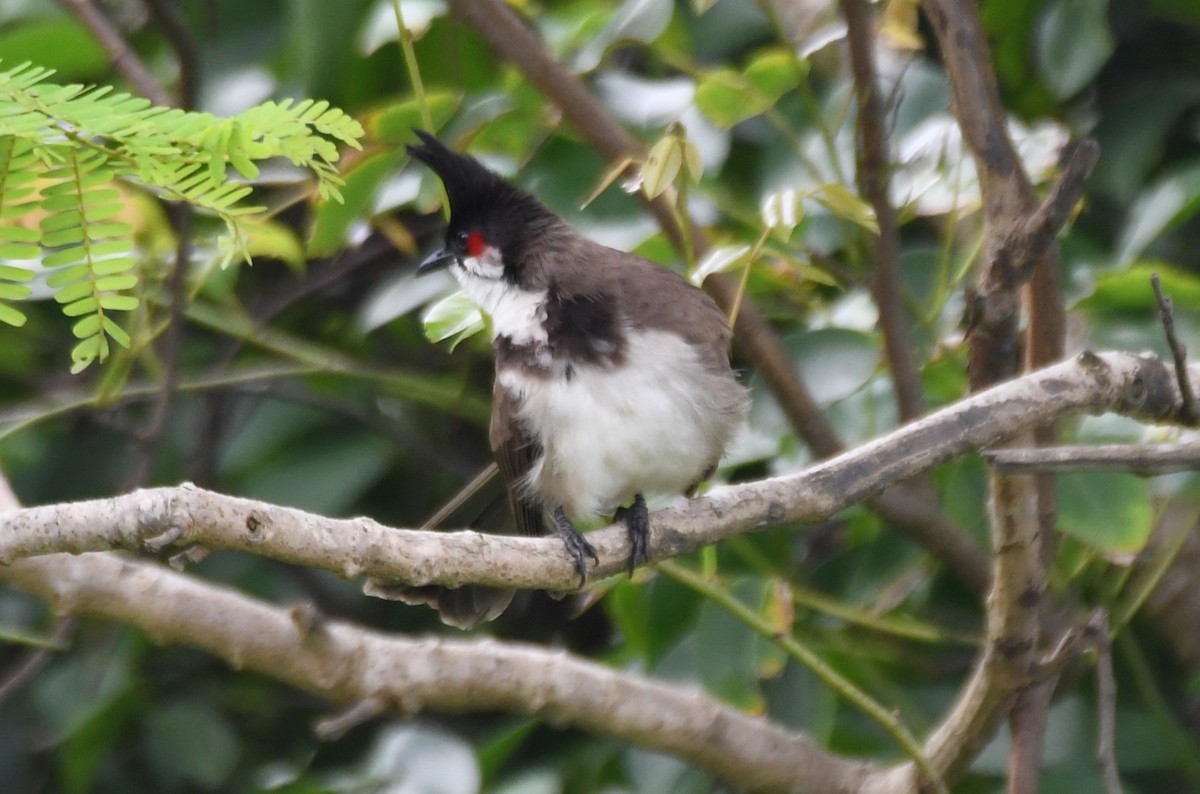 bulbul červenouchý - ML642004564