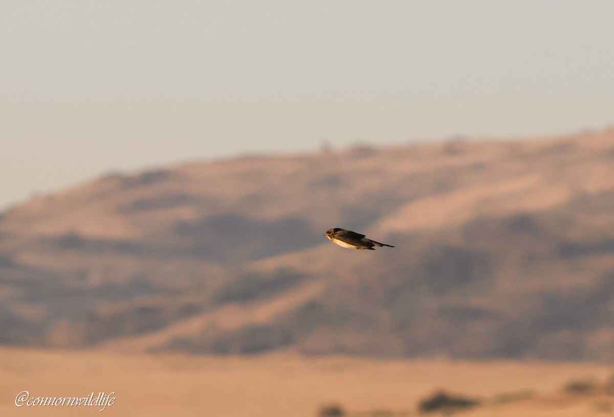 South African Swallow - ML642004565