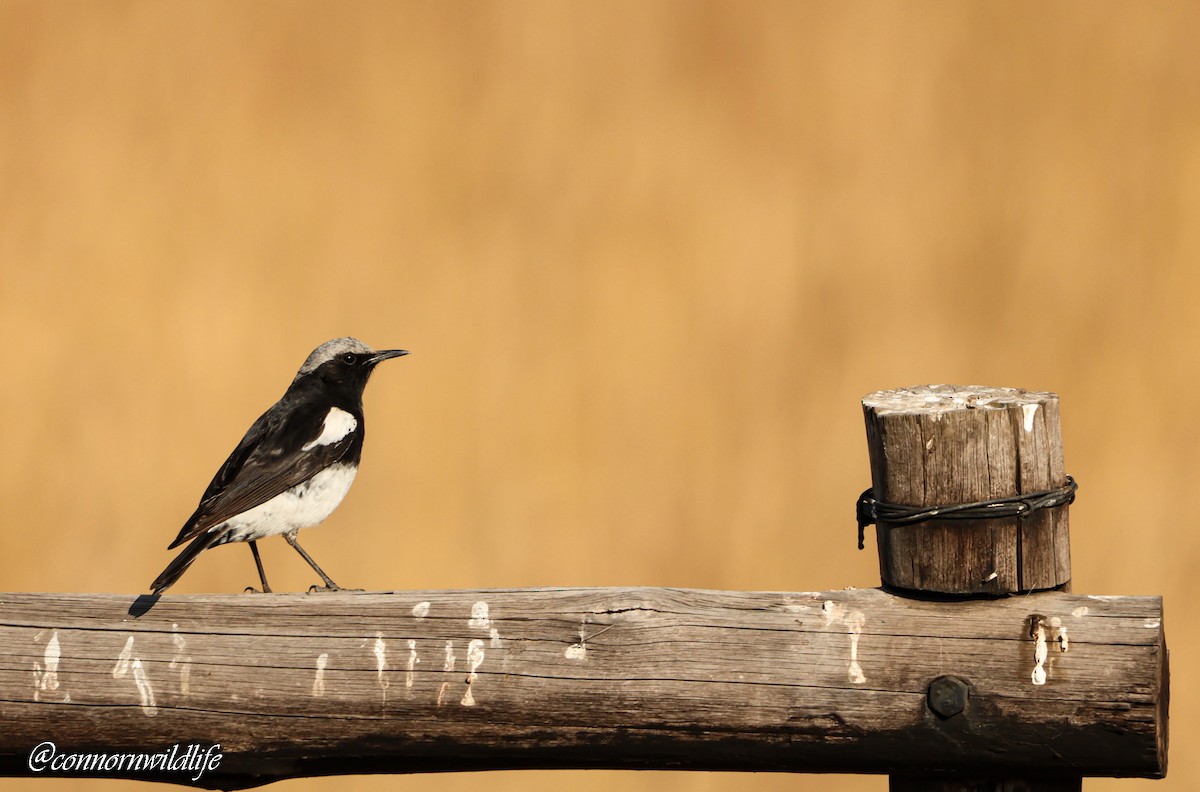 Mountain Chat - ML642004568