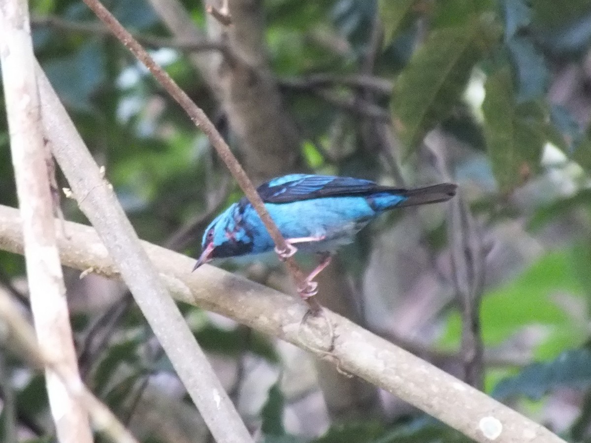 Blue Dacnis - ML642004572