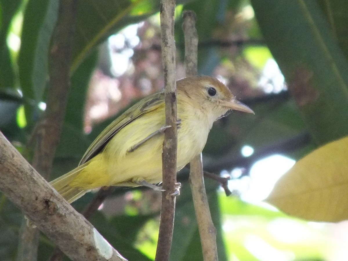 Golden-fronted Greenlet - ML642004577