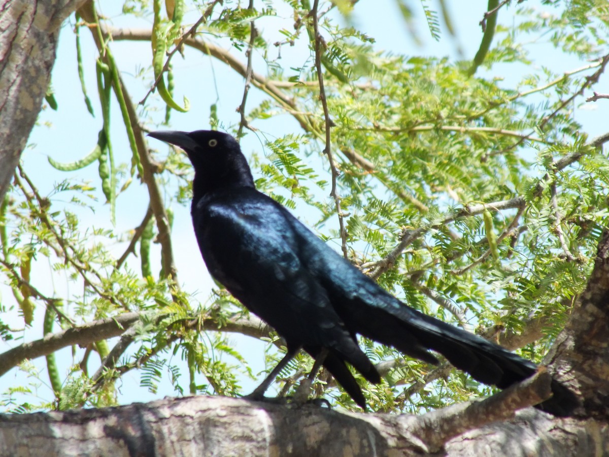 Great-tailed Grackle - ML642004580