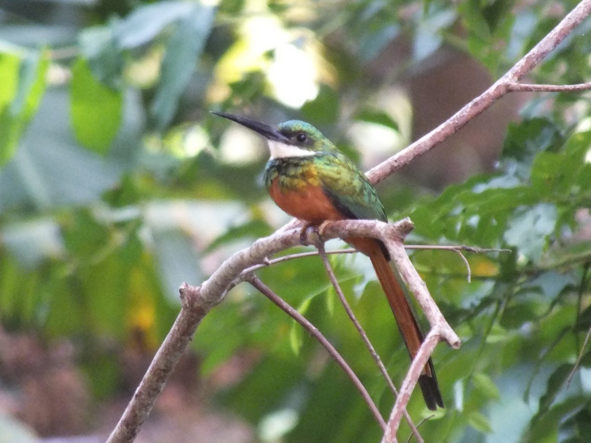 Rufous-tailed Jacamar - ML642004592