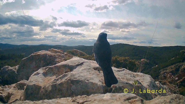 Blue Rock-Thrush - ML642004594