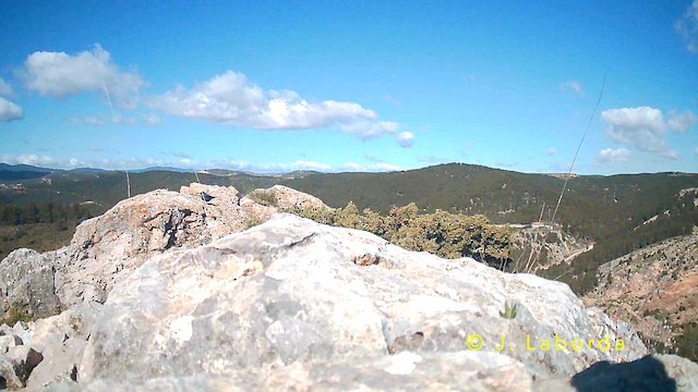 Blue Rock-Thrush - ML642004595
