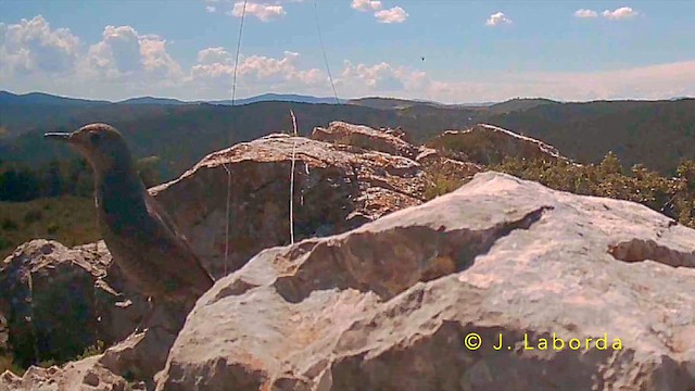 Blue Rock-Thrush - ML642004597