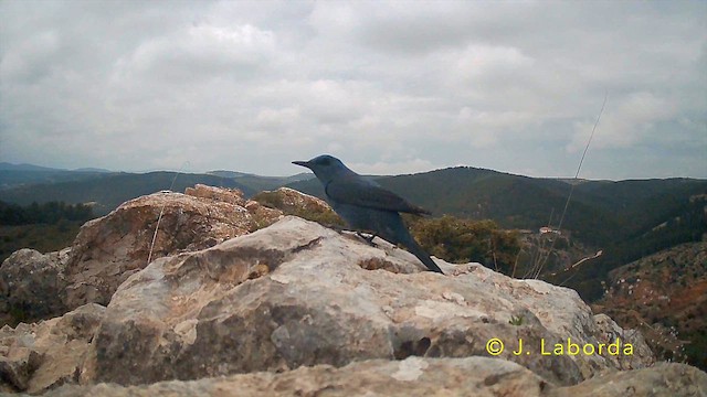 Blue Rock-Thrush - ML642004601