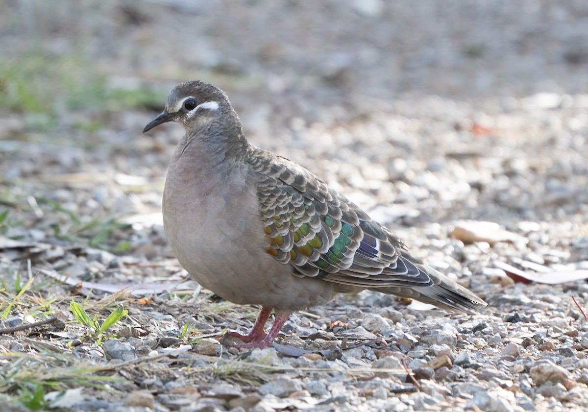 Common Bronzewing - ML642004605