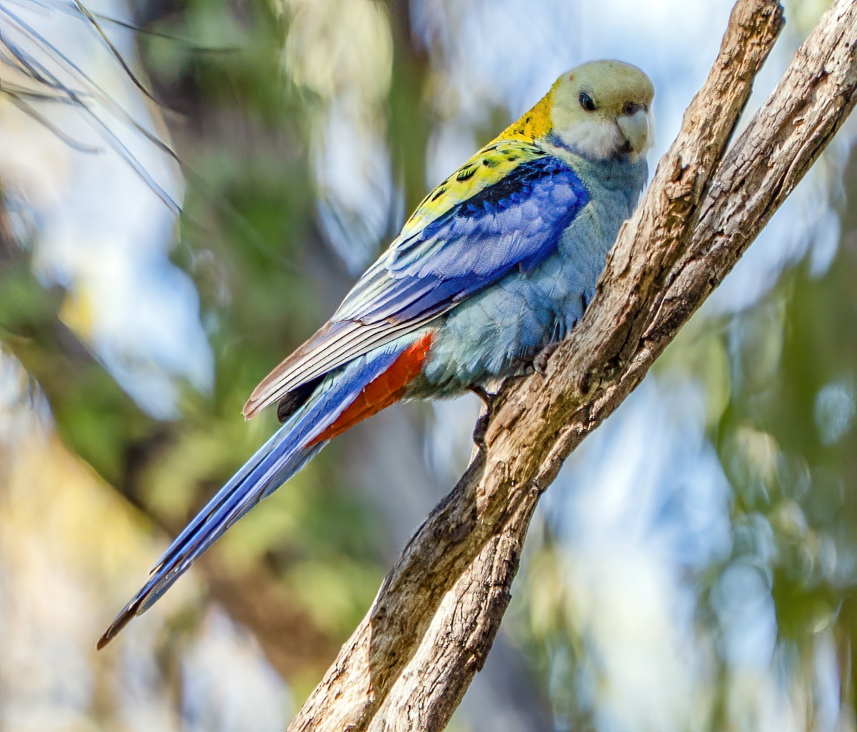Pale-headed Rosella - ML642004620