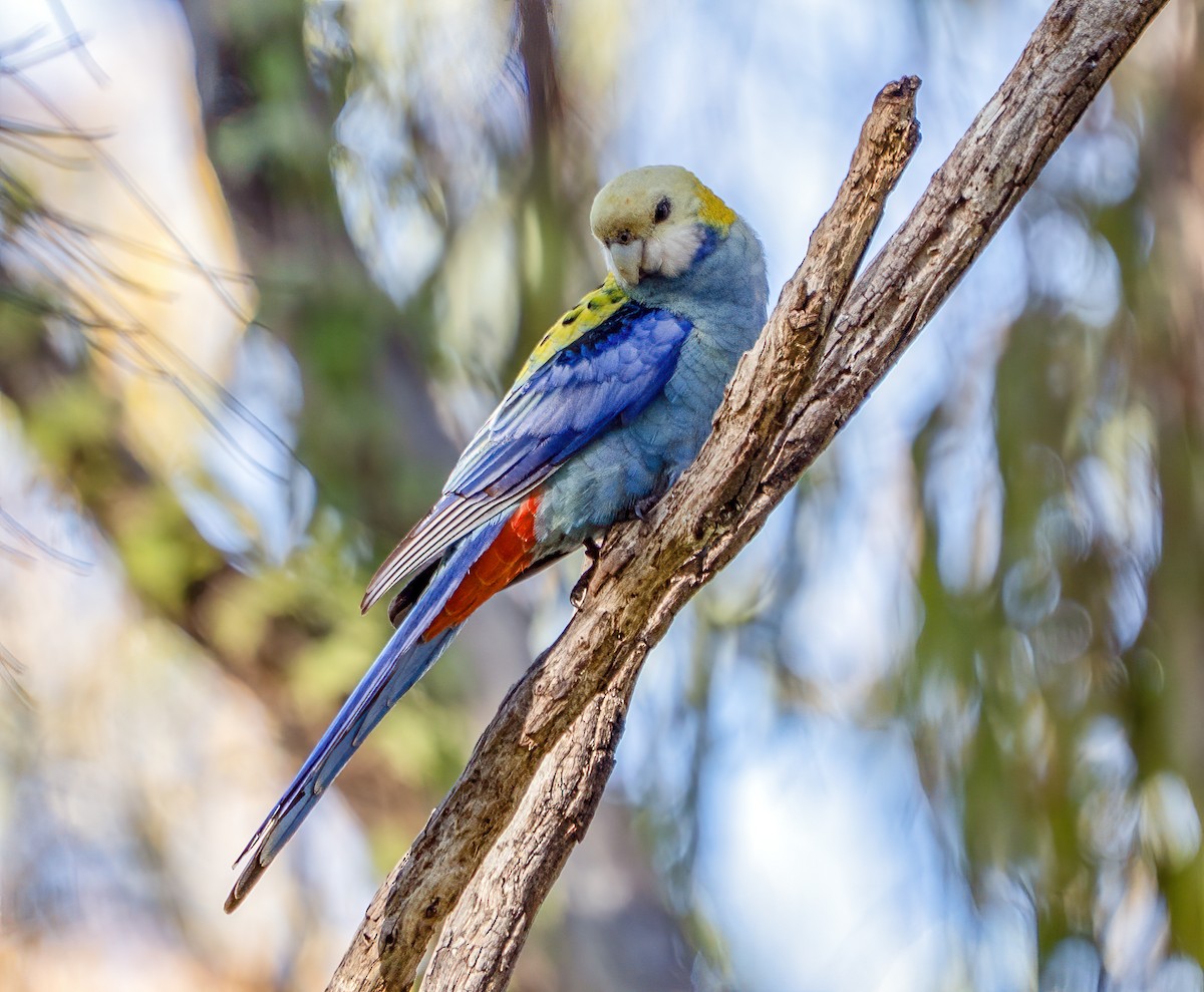 Pale-headed Rosella - ML642004622