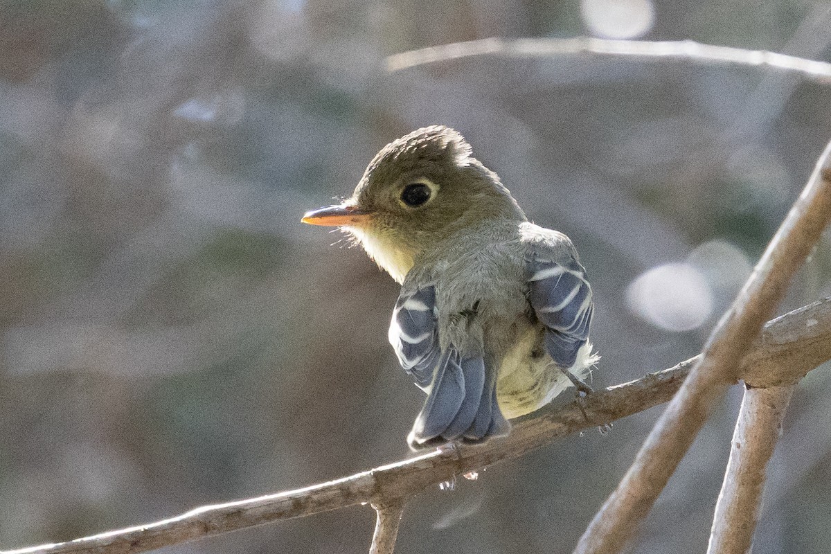 Western Flycatcher (Pacific-slope) - ML642004639