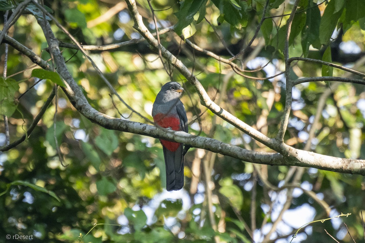 Kara Kuyruklu Trogon - ML642004662