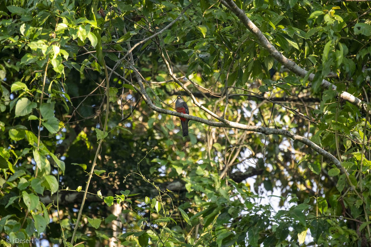 Kara Kuyruklu Trogon - ML642004664